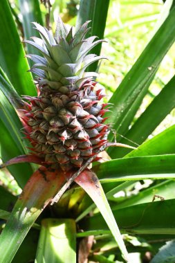 Ağaçta taze çam elması yetişiyor.