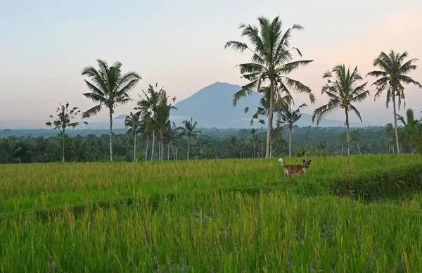 Bali Endonezya 'daki pirinç tarlası, Agung Dağı volkanı manzaralı.