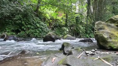 Gündüz vakti, ormanın ortasında temiz ve taze suyla doğal bir nehir.