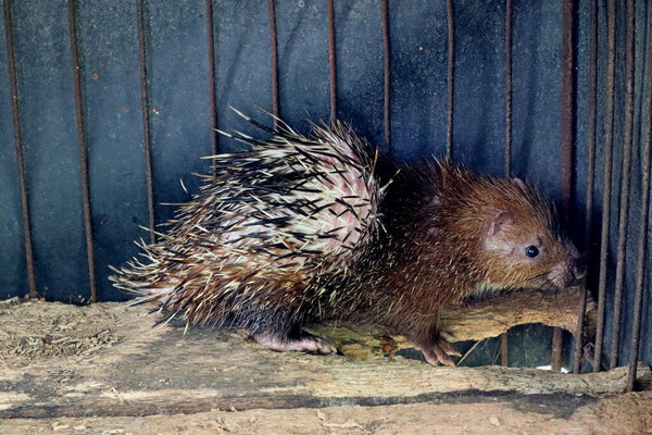 Ежик животное, имена на индонезийском языке, как "Ландак", остаться в клетке на ферме фермеров