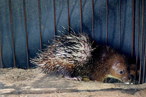 Ежик животное, имена на индонезийском языке, как "Ландак", остаться в клетке на ферме фермеров