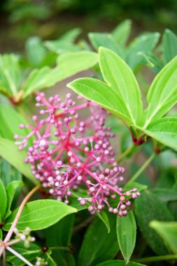 Bokeh arkaplanlı renkli yabani meyve yetiştirme