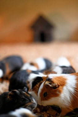 Kafeste renkli fareler oynuyor.