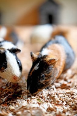 Kafeste renkli fareler oynuyor.