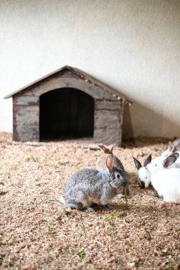 Kafeslerde küçük bir tavşan grubu oynuyor.