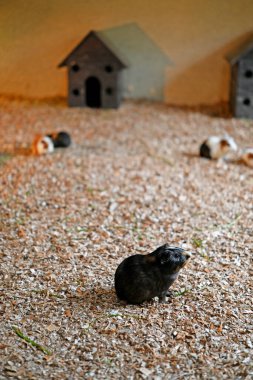 Kafeste renkli fareler oynuyor.