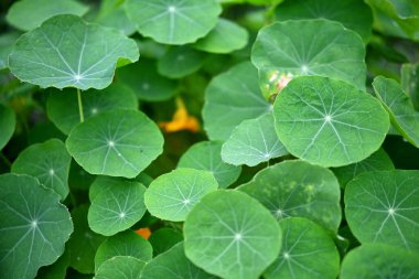 Vahşi yeşil yaprak, doğada büyüyen, doğa bokeh arka planlı