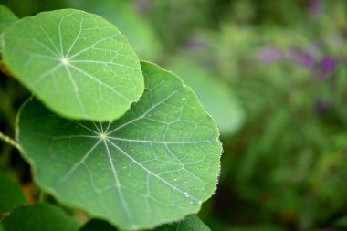 Vahşi yeşil yaprak, doğada büyüyen, doğa bokeh arka planlı