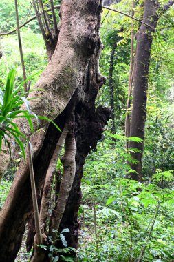 Vahşi, büyük bir ağaç, ormanın ortasında doğal bir büyüme.