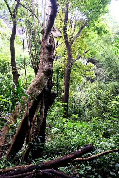 Vahşi, büyük bir ağaç, ormanın ortasında doğal bir büyüme.