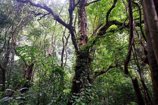 Vahşi, büyük bir ağaç, ormanın ortasında doğal bir büyüme.