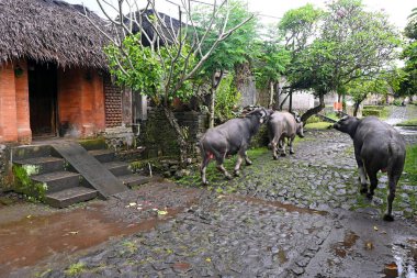 Bali Endonezya 'nın Karangasem naipliğinde geleneksel bale köyü Tenganan