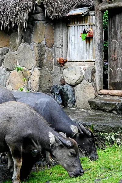 Bali Endonezya 'nın Karangasem naipliğinde geleneksel bale köyü Tenganan