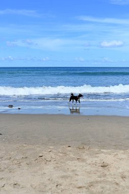 Bali Endonezya 'daki Seminyak plajı, beyaz kumla, güzel havada.