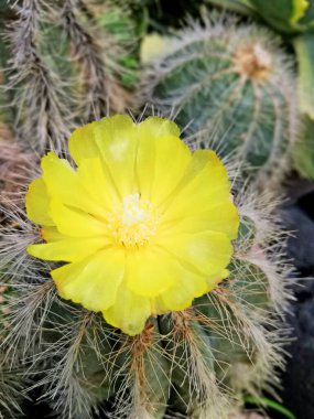 Sarı kaktüs çiçeğini kapatın.