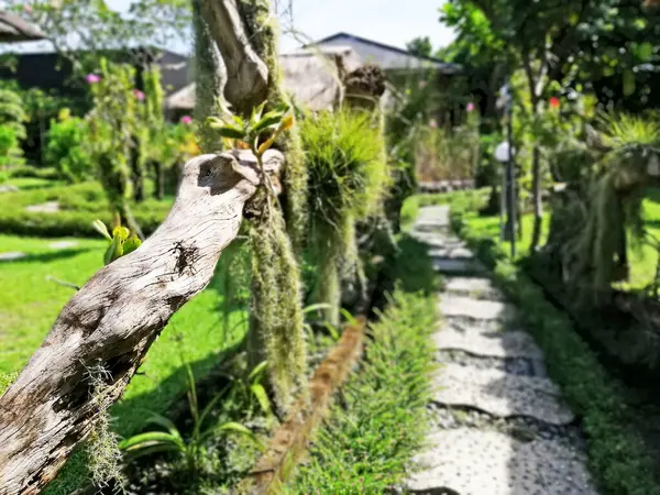 Bahçedeki kahverengi kuru odunları kapatın, arka planda bokeh olsun.