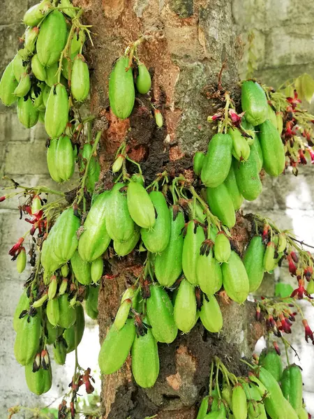 Yerel Endonezya meyvesi isimleri 