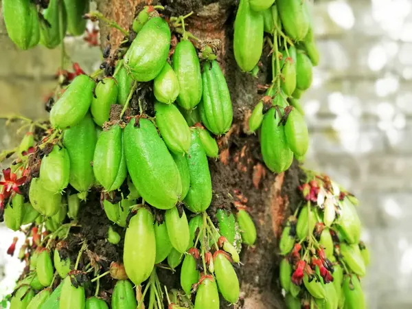 Yerel Endonezya meyvesi isimleri 