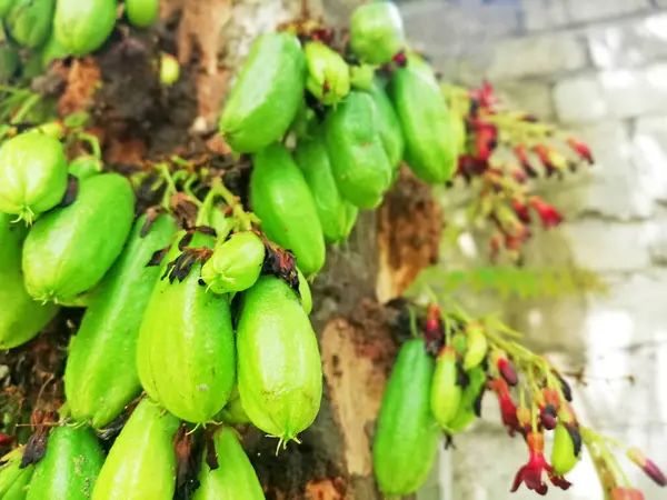 Yerel Endonezya meyvesi isimleri 