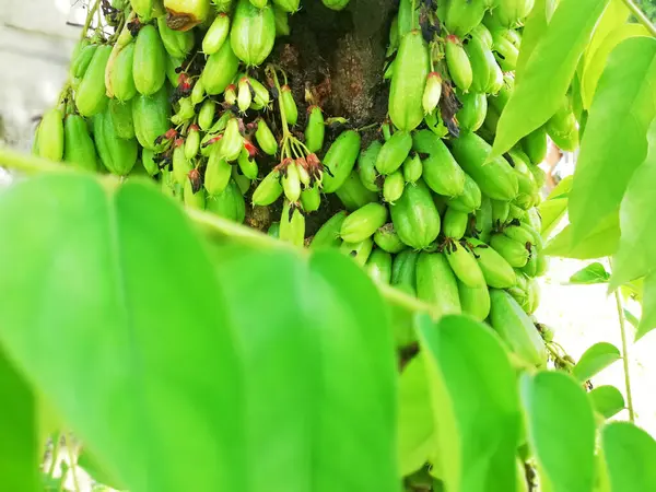 Yerel Endonezya meyvesi isimleri 