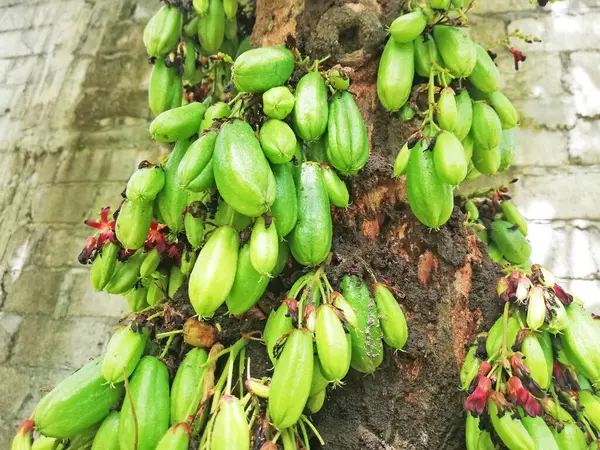 Yerel Endonezya meyvesi isimleri 