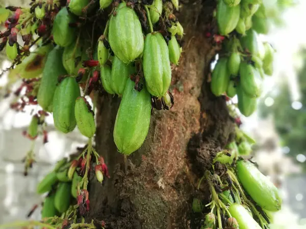 Yerel Endonezya meyvesi isimleri 