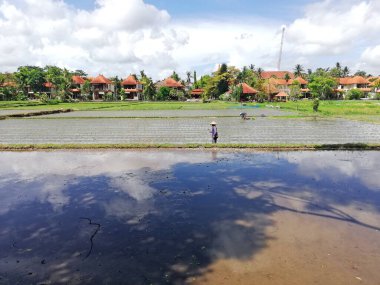 Bali, Endonezya - 6 Mayıs 2025: Gündüz pirinç tarlasında çalışan Balili çerçeveciler, modern villa binaları arka planında