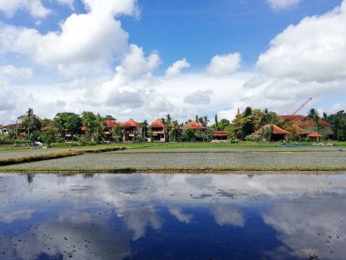 Bali, Endonezya - 6 Mayıs 2025: Gündüz pirinç tarlasında çalışan Balili çerçeveciler, modern villa binaları arka planında