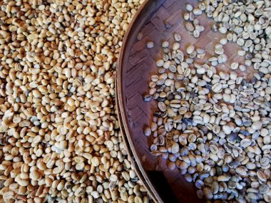 Kahve çekirdekleri güneşin altında kuruyor, yakından.