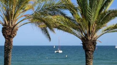 Barcelona, İspanya - 29 Mayıs 2022: Balear Denizi 'nde Palmiye ağaçlarından teknelere bakış. Yüksek kalite 4k görüntü