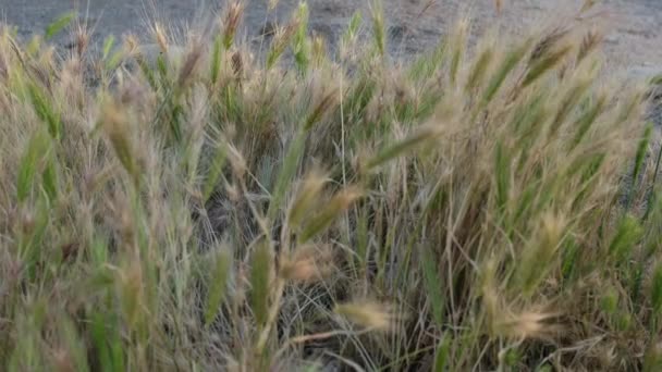 スペインのバルセロナのビーチで日没時の野生の大麦の小さな耳 高品質4K映像 — ストック動画