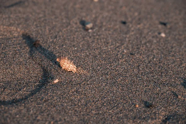 Close Seashell Lies Sandy Beach Pebbles Sunset Moraitika Corfu Greece — Stock Photo, Image
