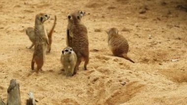 Küçük mirket sürüsü çukur kazıp yiyecek arıyor. Mirketler Hind Legs 'in üzerinde ayağa kalkar. Yüksek kalite 4k görüntü