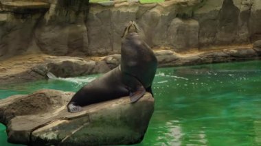 Kaliforniya Deniz Aslanı Kayalıklarda, Gölün yanında ve Güneşin altında yatıyor. Yüksek kalite 4k görüntü