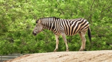 Zebra 'nın yeşil ağaçların arka planında yürürken ve işerken yakın çekimi. Yüksek kalite 4k görüntü