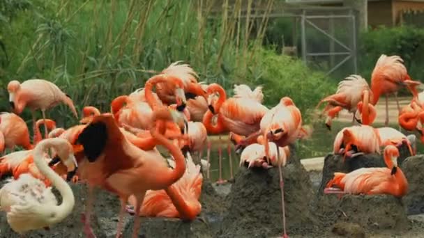 Een Kudde Roze Amerikaanse Flamingo Buurt Van Een Kleine Vijver — Stockvideo