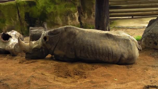 Tired Rhinoceros Лежить Піску Між Каменями Кадри Високої Якості — стокове відео