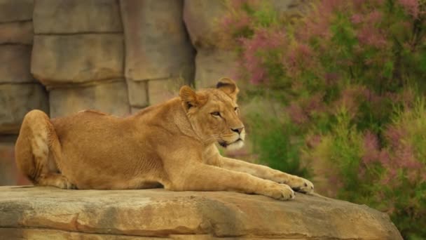 雄大な雌ライオンは太陽の下で石と兵舎に横たわっています 高品質4K映像 — ストック動画