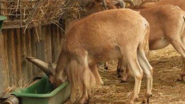 Barbar koyunlara yakın çekim su iç ve saman ye. Yüksek kalite 4k görüntü