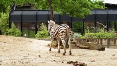 Zebra 'nın yeşil ağaçların arka planında yürürken ve işerken yakın çekimi. - Evet. Yüksek kalite 4k görüntü