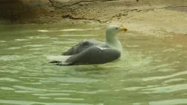 Gaivota Mediterrânea Cinza Branca Com Manchas Amarelas Lagoa Imagens Alta — Vídeo de Stock
