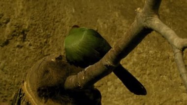 Taşların Arkaplanı, Yeşil ve Kırmızı Kuş, Kırmızı Armalı Turako 'ya karşı. Yüksek kalite 4k görüntü