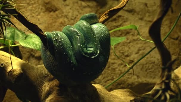Nahaufnahme Einer Grünen Python Die Sich Auf Einem Ast Zusammengerollt — Stockvideo