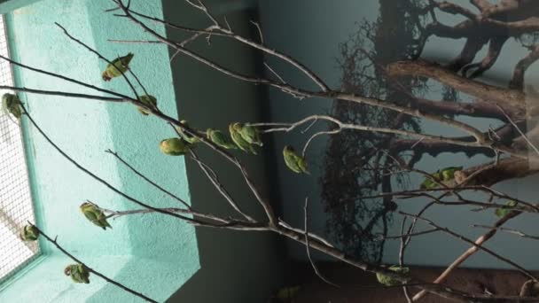 Papagaios Vídeo Verticais Estão Sentados Ramos Árvore Black Cheeked Lovebird — Vídeo de Stock