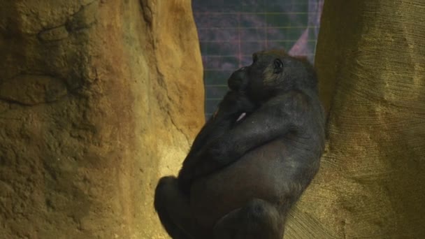 Gorila Negro Sienta Apoyado Contra Pared Piedra Mira Pensativamente Otra — Vídeos de Stock