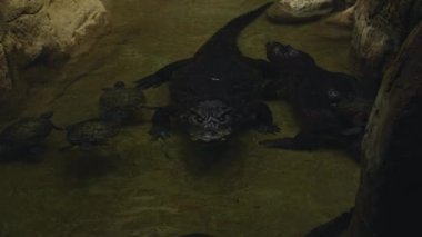İki timsah gölde dinleniyor ve kaplumbağalar onların etrafında yüzüyor. Yüksek kalite 4k görüntü