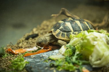 Yeşil Işıklı Küçük Dünya Kaplumbağası Yeşillik, Lahana ve Havuç Yiyiyor. Yüksek kalite fotoğraf