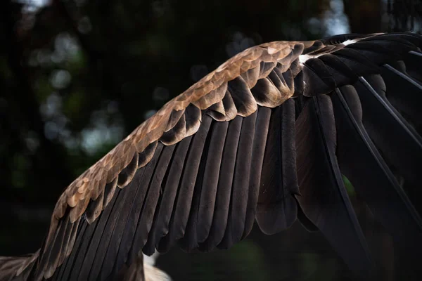 Nahaufnahme Des Braunen Flügels Des Adlers Hochwertiges Foto — Stockfoto