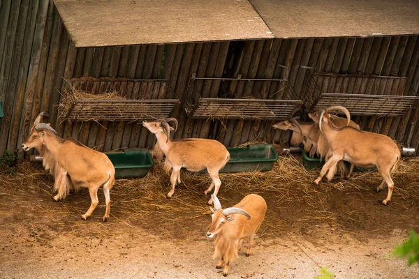 巴氏羊的特写 吃从上往下的草景 高质量的照片 — 图库照片