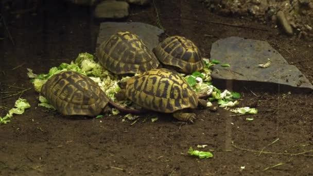 Close Four Tortoises Lying Hill Greens Cabbages High Quality Footage — Stock Video
